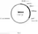 Fig. 03 - Steviol glycoside transport