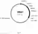 Fig. 04 - Steviol glycoside transport