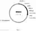 Fig. 05 - Steviol glycoside transport