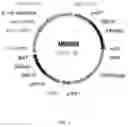 Fig. 08 - Steviol glycoside transport