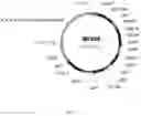 Fig. 09 - Steviol glycoside transport