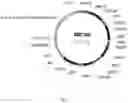 Fig. 10 - Steviol glycoside transport