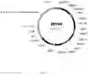 Fig. 12 - Steviol glycoside transport