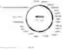 Fig. 13 - Steviol glycoside transport