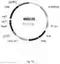 Fig. 14 - Steviol glycoside transport