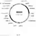 Fig. 17 - Steviol glycoside transport