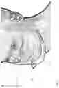 Fig. 04 - FACE MASK WITH ADJUSTABLE NOSE FIT