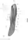 Fig. 04 - Footwear midsole with anisotropic mesh and methods of making the same