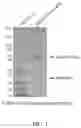 Fig. 02 - Anti-ANGPTL 3/8 complex antibodies and methods of using the same