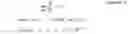 Fig. 19 - System and method for calibrating ratio of body size of subject