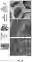 Fig. 04 - Auto-powered synthetic skin