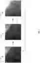 Fig. 02 - Method and apparatus for automatic determination of object and background region of interest for real-time automatic dose rate control in dynamic imaging systems