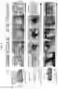 Fig. 06 - BIOADHESIVE MATERIALS AND MINIMALLY INVASIVE METHODS FOR ADHERING TISSUES WITH BIOADHESIVE MATERIALS