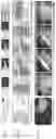 Fig. 09 - BIOADHESIVE MATERIALS AND MINIMALLY INVASIVE METHODS FOR ADHERING TISSUES WITH BIOADHESIVE MATERIALS