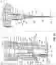 Fig. 11 - BONE-PENETRATING MANUAL DRIVER AND STABILIZER ASSEMBLY FOR INTRAOSSEOUS ACCESS