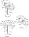 Fig. 08 - SCOLIOSIS CORRECTION SYSTEMS, METHODS, AND INSTRUMENTS