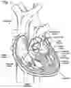 Fig. 02 - COLLAPSIBLE-EXPANDABLE HEART VALVES