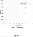 Fig. 12 - Muscle optimization device and method