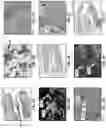 Fig. 03 - Pulp regeneration compositions and methods of forming and using the same