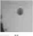 Fig. 06 - ORAL CARE NANOPARTICLE COMPOSITIONS AND METHODS