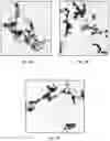 Fig. 09 - ORAL CARE NANOPARTICLE COMPOSITIONS AND METHODS