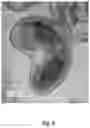 Fig. 15 - ORAL CARE NANOPARTICLE COMPOSITIONS AND METHODS