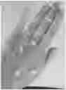 Fig. 01 - BOTANICAL COMPOSITIONS