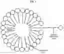 Fig. 02 - LIPID CONSTRUCT FOR DELIVERY OF INSULIN TO A MAMMAL