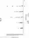 Fig. 28 - Immediate release abuse-deterrent granulated dosage forms
