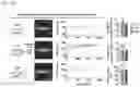 Fig. 12 - Nanohelix-substrate complex for controlling macrophage behavior, preparation method thereof, and method of controlling adhesion and polarization of macrophage by using the same