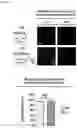 Fig. 15 - Nanohelix-substrate complex for controlling macrophage behavior, preparation method thereof, and method of controlling adhesion and polarization of macrophage by using the same
