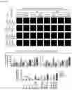 Fig. 17 - Nanohelix-substrate complex for controlling macrophage behavior, preparation method thereof, and method of controlling adhesion and polarization of macrophage by using the same