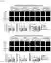 Fig. 21 - Nanohelix-substrate complex for controlling macrophage behavior, preparation method thereof, and method of controlling adhesion and polarization of macrophage by using the same
