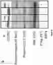 Fig. 16 - SYNTHETICALLY LETHAL NANOPARTICLES FOR TREATMENT OF CANCERS