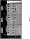 Fig. 41 - SYNTHETICALLY LETHAL NANOPARTICLES FOR TREATMENT OF CANCERS