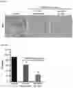 Fig. 24 - Methods for treating cancer
