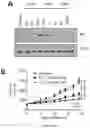 Fig. 02 - Method of treating cancer using selective estrogen receptor modulators