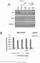 Fig. 03 - Method of treating cancer using selective estrogen receptor modulators