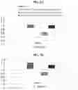 Fig. 02 - Compositions and methods for treating biofilms