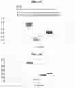 Fig. 03 - Compositions and methods for treating biofilms