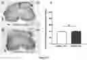 Fig. 10 - COMPOSITIONS COMPRISING AMINO ACIDS FOR USE AND TREATMENT OF CENTRAL NERVOUS SYSTEM INJURIES