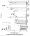 Fig. 07 - COMBINATION COMPRISING N-ACETYL-L-CYSTEINE AND ITS USE