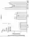 Fig. 08 - COMBINATION COMPRISING N-ACETYL-L-CYSTEINE AND ITS USE