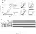 Fig. 16 - METHODS AND COMPOSITIONS FOR GENETIC MODULATION OF TUMOR MICROENVIRONMENTS