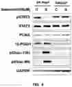 Fig. 05 - Composition containing salsolinol for treating liver cancer