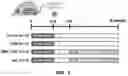 Fig. 06 - Composition containing salsolinol for treating liver cancer