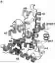 Fig. 01 - GERM CELL NUCLEAR FACTOR LIGANDS AND METHODS OF USE THEREOF