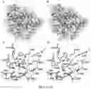Fig. 07 - GERM CELL NUCLEAR FACTOR LIGANDS AND METHODS OF USE THEREOF