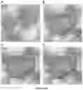 Fig. 08 - GERM CELL NUCLEAR FACTOR LIGANDS AND METHODS OF USE THEREOF