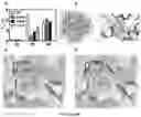 Fig. 09 - GERM CELL NUCLEAR FACTOR LIGANDS AND METHODS OF USE THEREOF